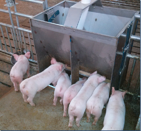 Agriculture Farming And Livestock - Stainless Steel Double Side Feeder Trough
